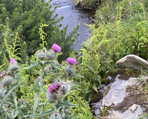 North_Coast_500_Thistles